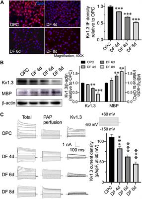 IL-17 Inhibits Oligodendrocyte Progenitor Cell Proliferation and Differentiation by Increasing K+ Channel Kv1.3